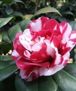Camellia
