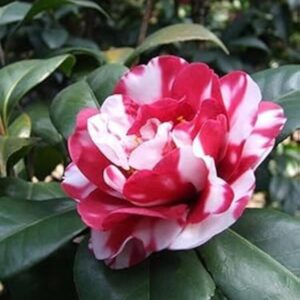 Camellia