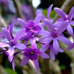 Sandpaper Vine Purple (Petrea Volubilis)