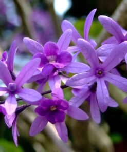 Sandpaper Vine Purple (Petrea Volubilis)
