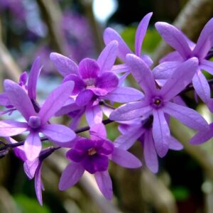 Sandpaper Vine Purple (Petrea Volubilis)