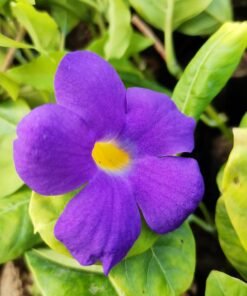 Bush Clock Vine (Thunbergia Erecta)