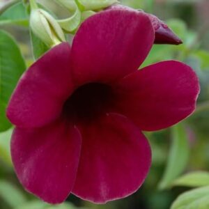 Allamanda Cathartica 'Cherry Ripe'