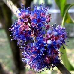 Ironwood (Memecylon Umbellatum)