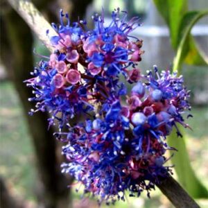 Ironwood (Memecylon Umbellatum)