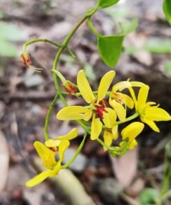 Australian Gold Vine (Tristellateia Australis)