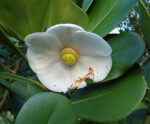 Autograph Tree (Clusia Rosea)