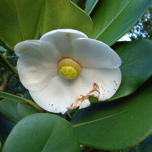 Autograph Tree (Clusia Rosea)