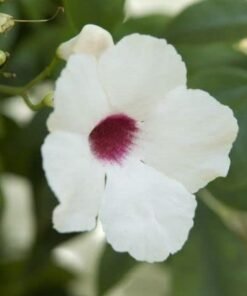 Bower Vine (Pandorea Jasminoides)