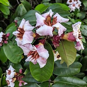 Climbing Oleander Rose Allamanda (Strophanthus Gratus)