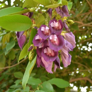 Butterfly Pea Tree 'Clitoria Arborea'