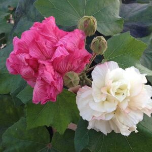 Colour Changing Confederate Rose