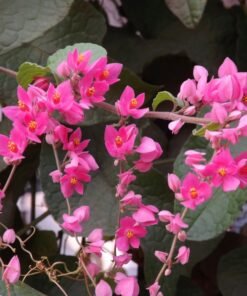 Coral Vine (Antigonon Leptopus)