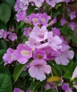 Garlic-Vine-Mansoa-Alliacea-Flowering-Live-Plant-NavaUrja