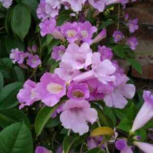 Garlic-Vine-Mansoa-Alliacea-Flowering-Live-Plant-NavaUrja