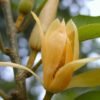 Golden Champa (Michelia Champaca)