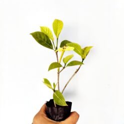 Alternative view of Golden Gardenia (Gardenia Tubifera)
