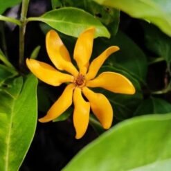 Golden Gardenia (Gardenia Tubifera)