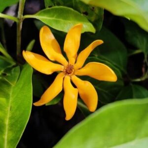 Golden Gardenia (Gardenia Tubifera)