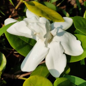 Heaven Scent (Gardenia Taitensis)