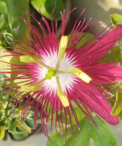 Passion Flower (Lady Margaret)