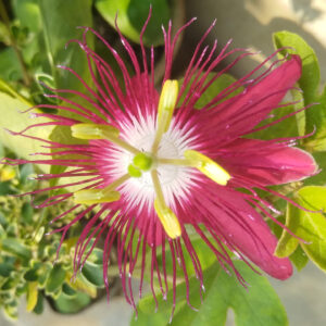 Passion Flower (Lady Margaret)