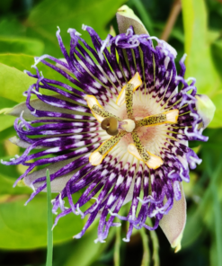 Passion Flower 'Soi Fah'