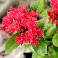 Ixora (Ixora Coccinea) Diamond Double Red