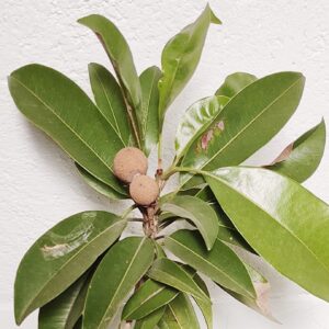 Kalapati Sapota Grafted
