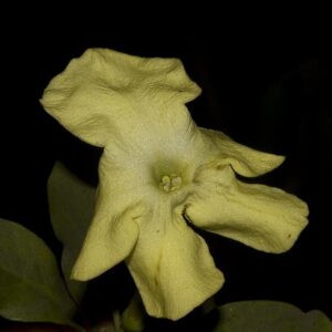 Lady Of The Night (Brunfelsia Americana)