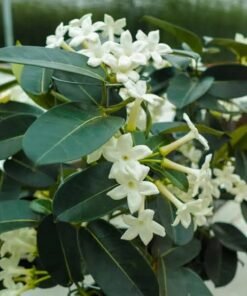 Madagascar Jasmine (Stephanotis Floribunda)