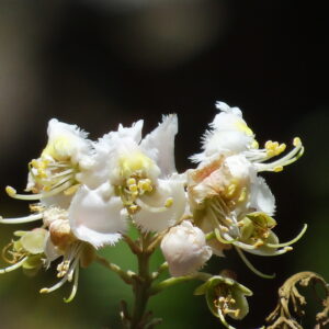 Madhavi Lata (Hiptage Benghalensis)