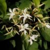 Malati (Aganosma Heynei)