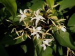 Malati (Aganosma Heynei)