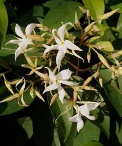 Malati (Aganosma Heynei)