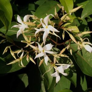 Malati (Aganosma Heynei)