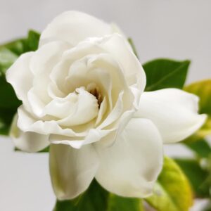 Miniature Gardenia (Gardenia Jasminoides)
