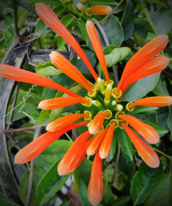 Orange Flame Trumpet Vine (Pyrostegia Venusta)