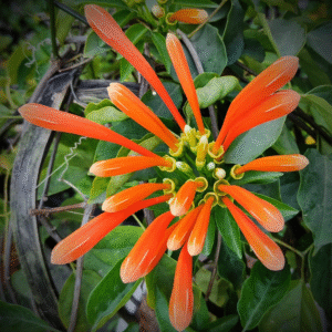 Orange Flame Trumpet Vine (Pyrostegia Venusta)