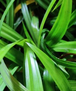 Pandan Biriyani Leaves (Pandanus Amaryllifolius)