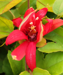 Passion Flower Red