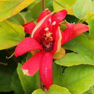 Passion Flower Red