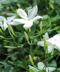 Poet’s Jasmine (Jasminum Grandiflorum)