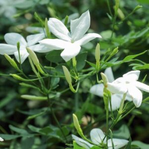 Poet’s Jasmine (Jasminum Grandiflorum)