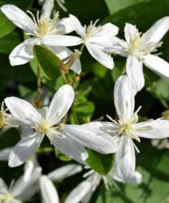 Ranjhai (Clematis Heynei)