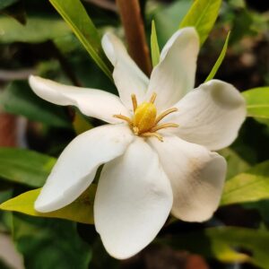 Single Petal Narrow Leaf Hardy Gardenia