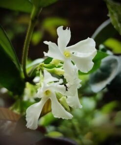 Star Jasmine (Rhynchospermum Jasminoides)