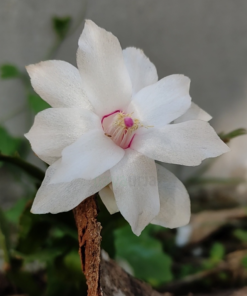 Zygocactus