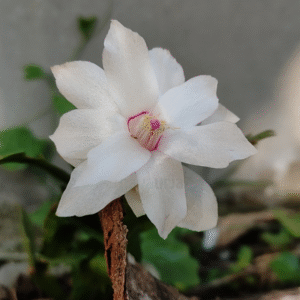 Zygocactus