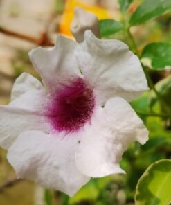 Bower Vine (Pandorea Jasminoides) 'Variegata'